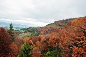 hermoso bosque de otoño naranja, verde y rojo. bosque de otoño, muchos árboles en las colinas anaranjadas en las montañas de los cárpatos en ucrania, europa. foto