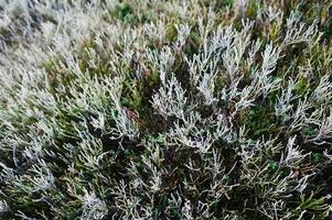 View from above of close up frost pine grass on mountain hill photo