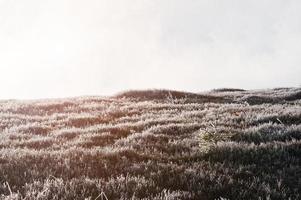 Small tree on frozen hill at mountains with sunligths. photo