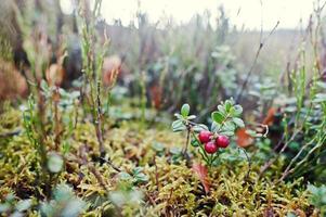 Close up cowberry berries on mountain hill. photo