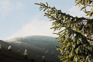 Spruce  new year tree branches on sunlight at morning on mountains. photo