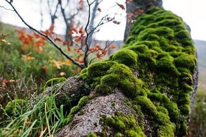 Moss on the tree bark at the root. photo