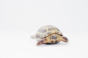Small asian overland turtle isolated on white.