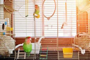 Funny lovebird parrot at large cage on rooom with sunshine. photo