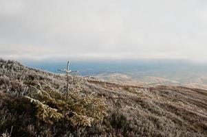 Small new year treee at frozen hill on Carpathian mountains photo