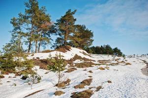 paisaje invernal con madera de pino, nieve y pequeña colina en el cielo azul.