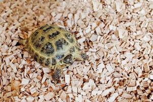 pequeña tortuga terrestre asiática en astillas de madera. foto