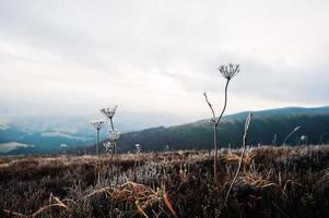 Close up of frozen grass in the winter morning in the mountains. photo