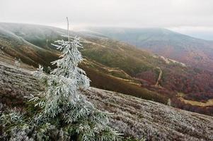 Frost on new year tree background autumn forest at Carpathian mountains. First snow, meeting of the autumn with winter. photo