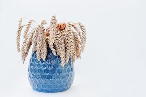 Ears of wheat on blue vase isolated on white background. photo