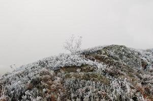 Frozen grass with stone on mountain hill on fog photo