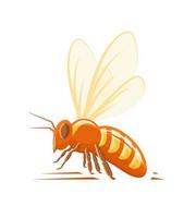 Bee, side view isolated on white background vector