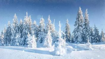 winter landscape trees and fence in hoarfrost, background with s photo