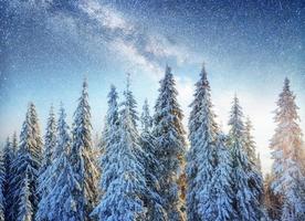 Dairy Star Trek in the winter woods. Dramatic and picturesque sc photo