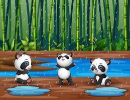 dibujos animados tres de pandas jugando bajo la lluvia vector