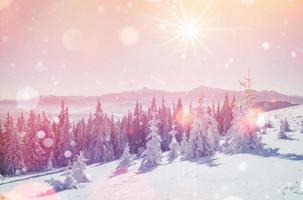 magical winter landscape, background with some soft highlights a photo