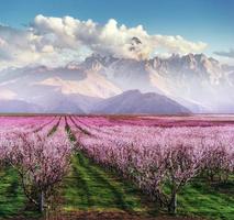 blossoming tree garden photo