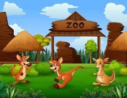 Scene with three kangaroos in the open zoo vector