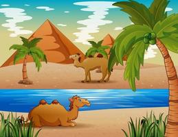 Cartoon of camels living in the desert vector