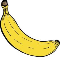 ilustración dibujada a mano con plátano de frutas, ilustración vectorial vector