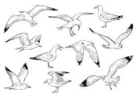 Set of seagulls outlines. Hand drawn illustration converted to vector. vector