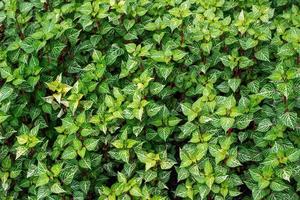 textura de hoja verde para el fondo foto