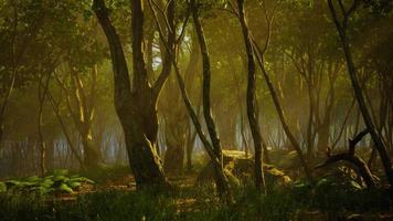 Deep tropical jungle in darkness photo