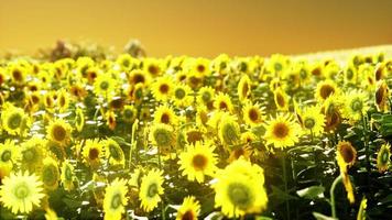 campo de girasoles en la espectacular puesta de sol foto