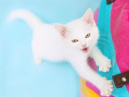 Cute, naughty, sweet curious white kitty cat on blue and pink color background. Friend, pet, allergy, loneliness concept photo