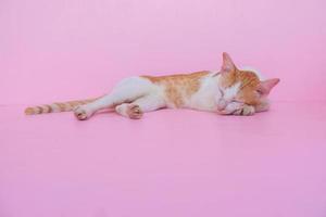 lindo gato duerme sobre fondo rosa. foto