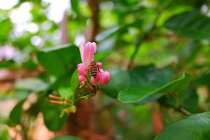 Fresh lemon flower, lemon with a Bee picking lemon tree flower selective focus photo