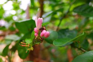 Fresh lemon flower, lemon with a Bee picking lemon tree flower selective focus photo