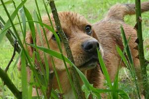 Little Brown Dog on a Green Field photo