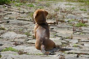 pequeño marrón sentado en un piso de roca foto