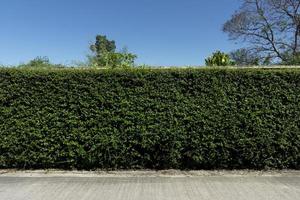 Horizontal view of concrete road. background of Eukien tea with trees under the blue sky. photo