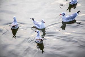 gaviota flotando en el mar. foto