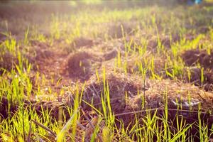 Ears of rice in the evening or morning light in the plantation. photo