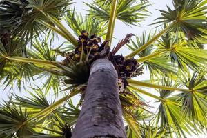 Sugar palms on the tree. Ant's eye view. Bottom view. photo