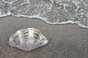 seashell on the beach. Top view of shell. photo