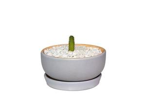 Front view of cactus in gray ceramic pot isolated on a white background with clipping path. photo