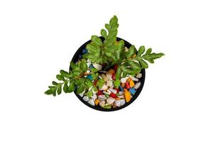 Top view of a small plant in a pot colorful stones isolated on white background with clipping path. photo