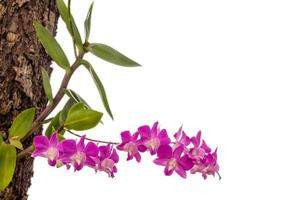 Orchid flower on tree in the garden isolated on white background with clipping path. photo