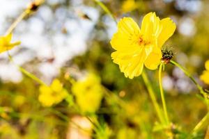 Yellow Cosmos flowers in the garden. photo