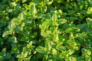 Green peppermint in the evening light in the garden. Top view. photo