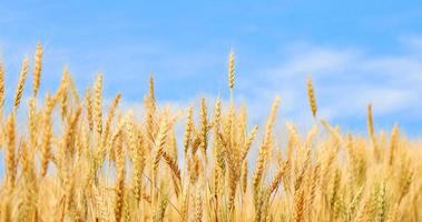 Golden wheat field at sunset with bright blue sky.  Agriculture farm and farming concept photo