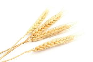 Golden ears of wheat isolated on white background. . oats, rye, barley. Healthy food. photo
