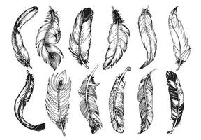 Hand drawn vintage feathers set. Vector illustration.