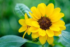 Sunflower fresh agriculture field on sunny day. photo