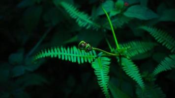 green fern in the rain photo
