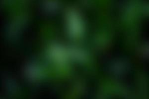 Abstract nature green blur background with bokeh photo